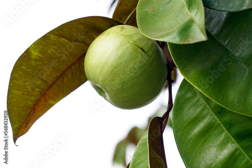 The star apple fruit is a native plant. The face is glossy, dark green, the back is red, shiny, spherical fruit, there are green varieties. Yellow and purple-red, sweet aroma. eat fresh fruit.       photo