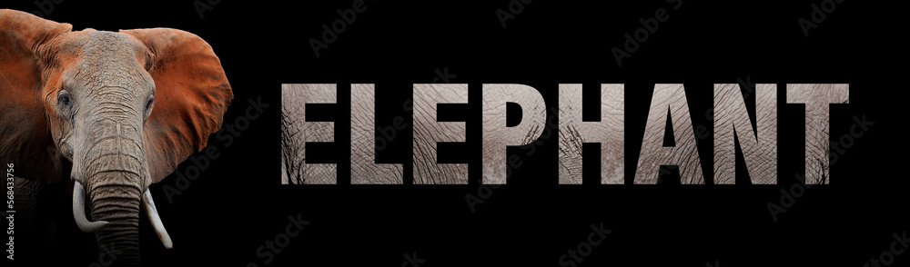 Portrait of elephant with a name on a dark background. The text is from her skin Portrait of elephant with a name on a dark background. The text is from her skin
