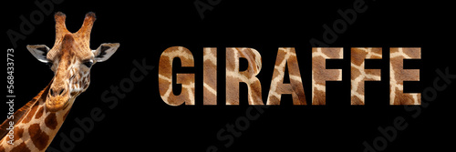 Photography Portrait of giraffe with a name on a dark background