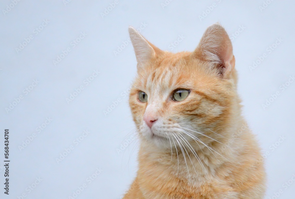 Rote Katze mit weißem Hintergrund