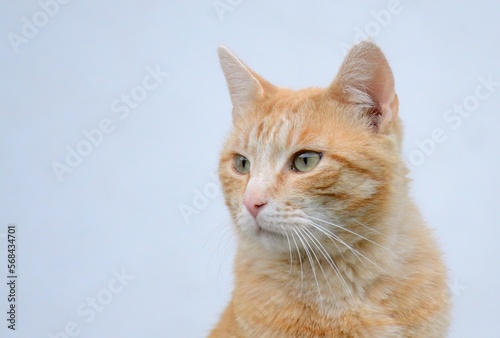 Rote Katze mit weißem Hintergrund