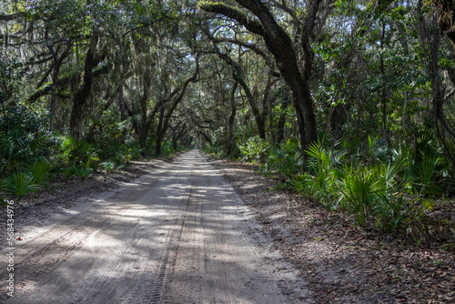 path in the woods