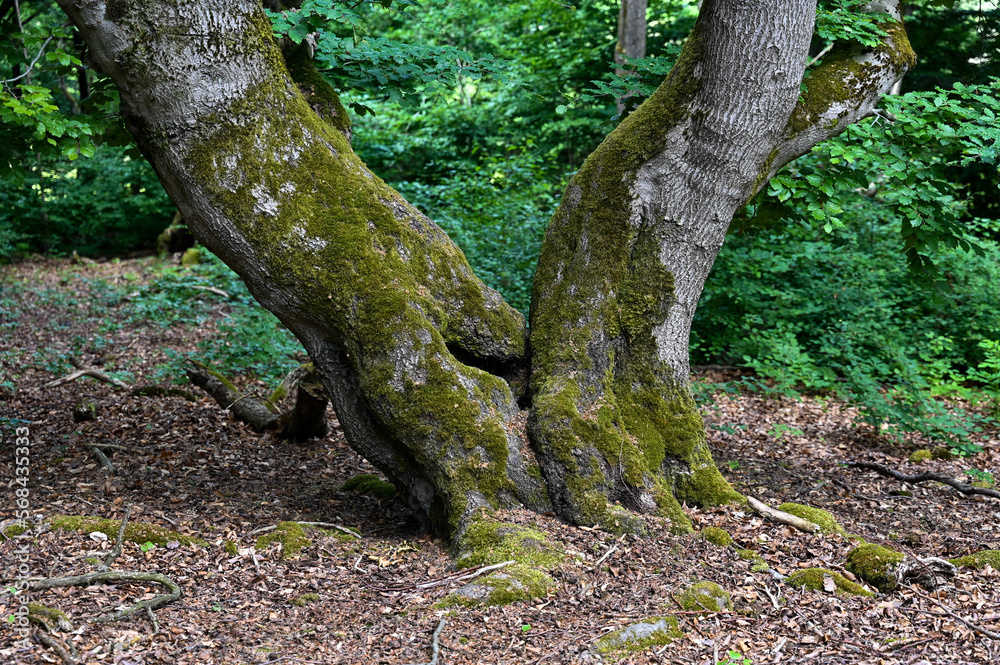 Old gnarled trees with moss covered roots in a forest Old gnarled trees with moss covered roots in a forest