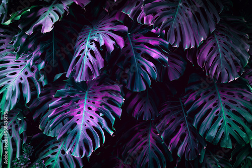 Fototapeta Naklejka Na Ścianę i Meble -   Jungle wall background. Green tropical palm leaves with monstera foliage forest. 