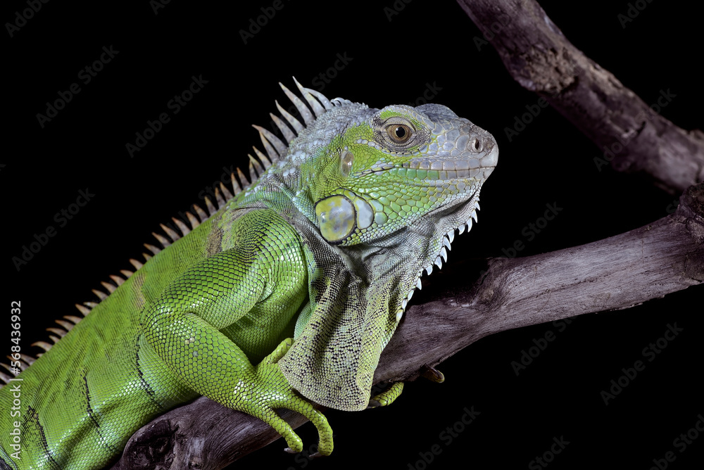 Obraz premium Green iguana on a black background