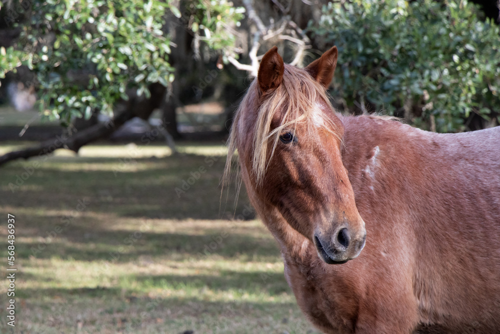 Wild horse at Cumberland Island Wild horse at Cumberland Island