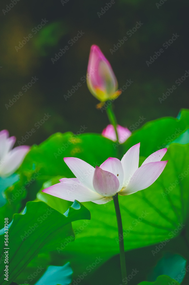 Obraz premium a Lotus flower and Lotus flower plants