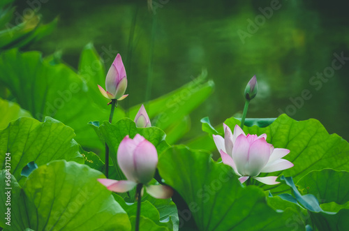 a Lotus flower and Lotus flower plants