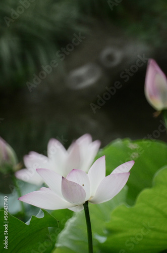 a Lotus flower and Lotus flower plants