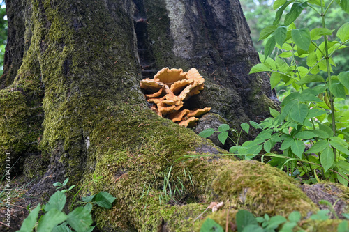 Sponge fungus on a old tree