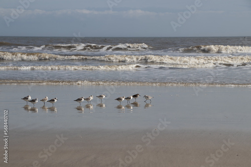 flock of seabirds on the beach © Lynda