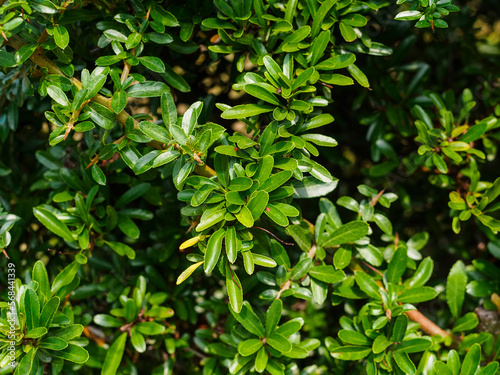 branches with leaves of pyracantha crenulata (Pyracantha Crenulata) close-up photo