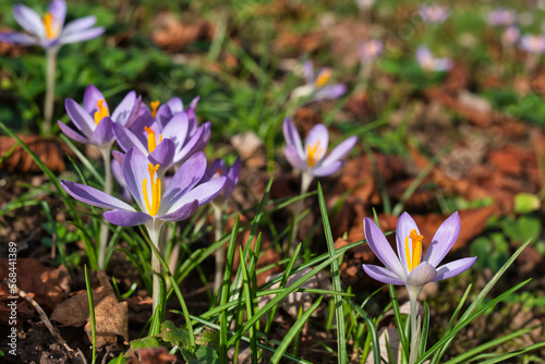 Close-up of the blooming light purple crocuses in the sunlight