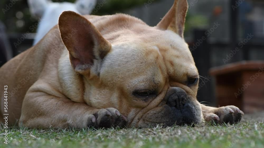 french bulldog sleeping and snoring loudly, pet and animal concept french bulldog sleeping and snoring loudly, pet and animal concept