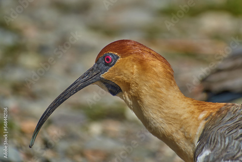 Buff-necked ibis bird in Chilean Argentinean Patagonia