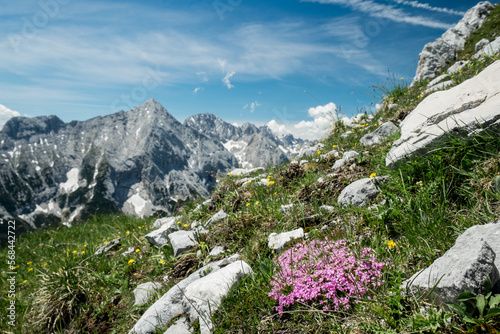 Alpenblumen im Hochgebirge