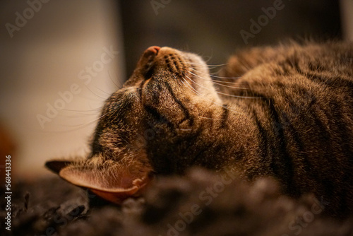 Chill sweet brown pet cat laying on her back