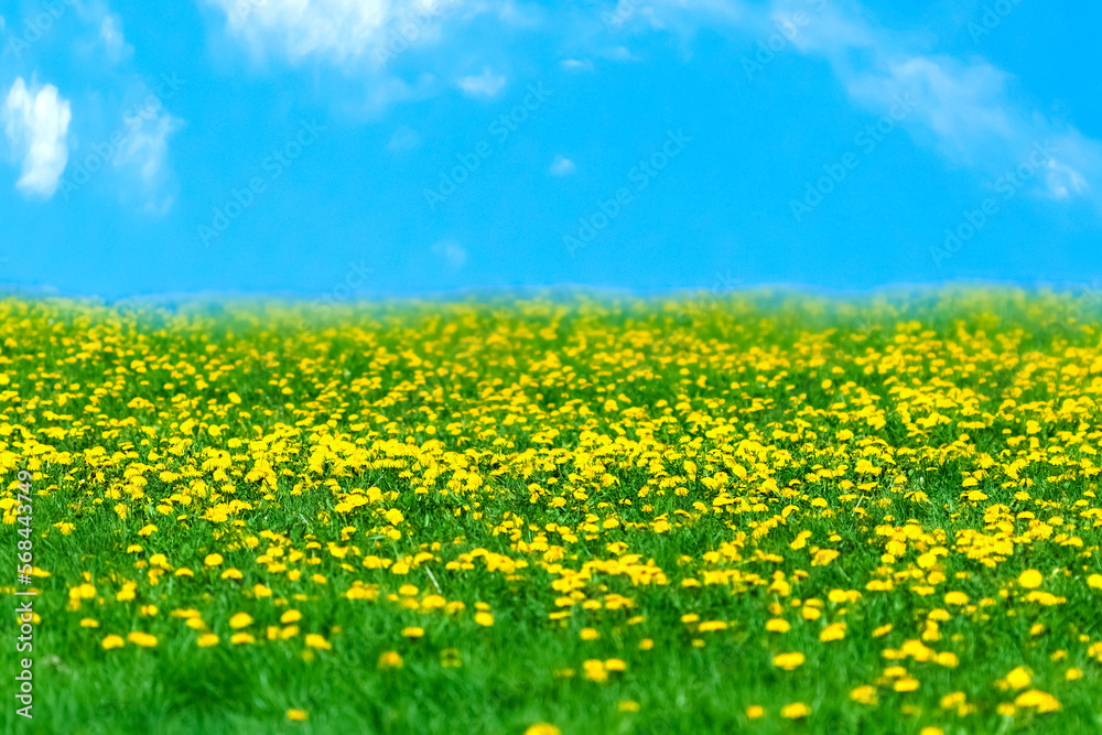 Field of blooming yellow dandelions against a blue sky. Field of blooming yellow dandelions against a blue sky.