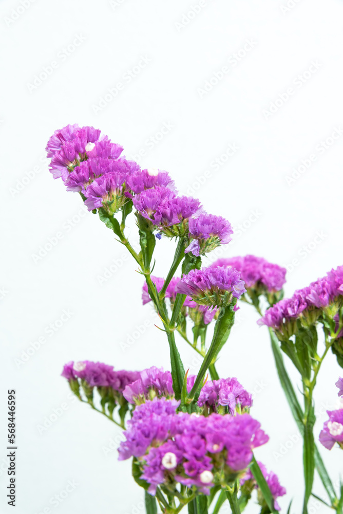 Fototapeta premium スターチス