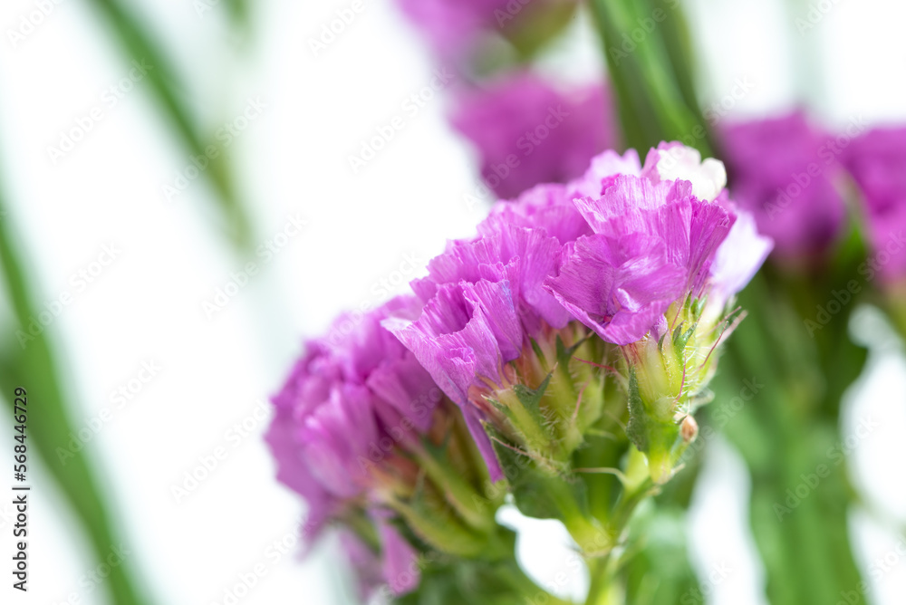 Obraz premium スターチス