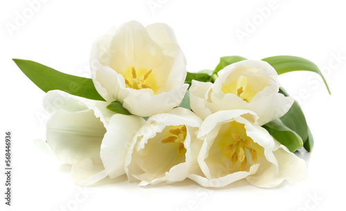 Bouquet of white tulips.
