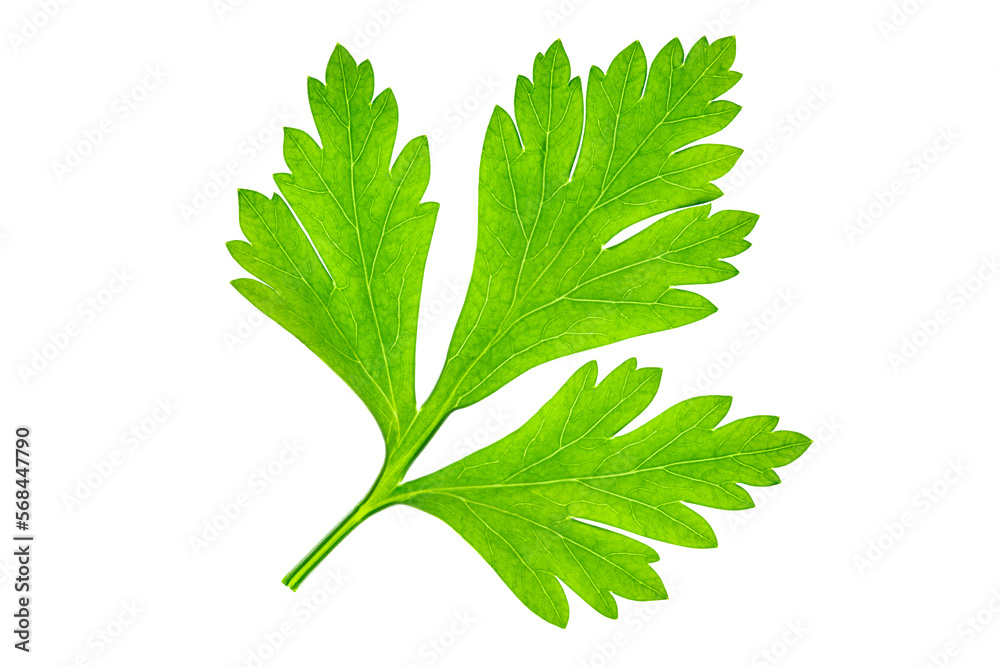 Parsley leaf green, close-up isolated on white background with clipping path Parsley leaf green, close-up isolated on white background with clipping path