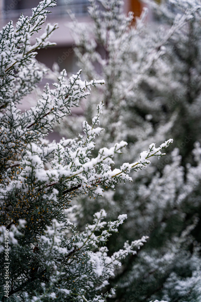 snowfall white nature and cold snowfall white nature and cold