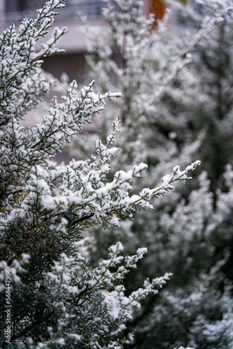 snowfall white nature and cold