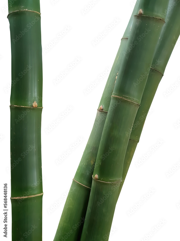 Isolated cutout of Bamboo Tree Trunks with transparent background, element, object, graphic resource, natural green
