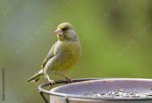 Картината върху платно Bird sitting on bird feeder with sunflower seeds