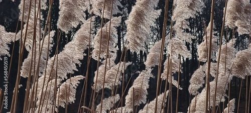 Schilf photo