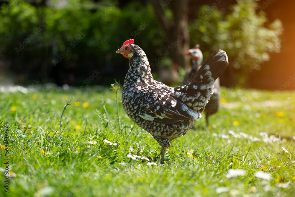 A hen grazing on green backyard grass