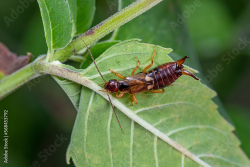 European Earwig on plant leaf. Insect and wildlife conservation, habitat preservation, and backyard flower garden concept. photo