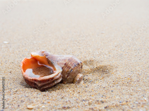 Empty rapan seashell on the beach sand. © Mny-Jhee