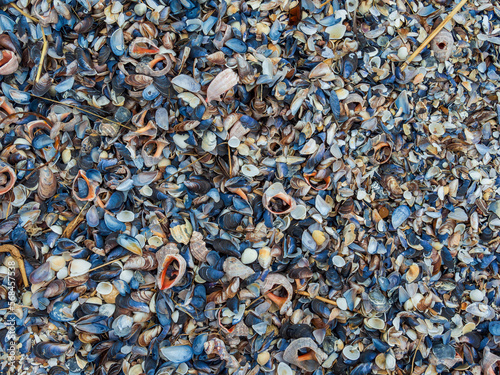 Shells and mussels background. photo