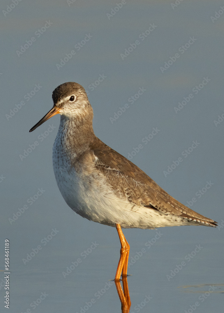 Portrait of a Redshanks at Asker Marsh, Bahrain Portrait of a Redshanks at Asker Marsh, Bahrain