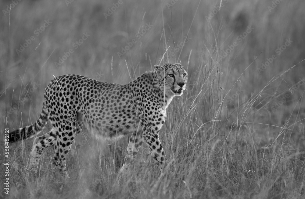 Cheetah walking in the mid of tall grasses, Masai Mara