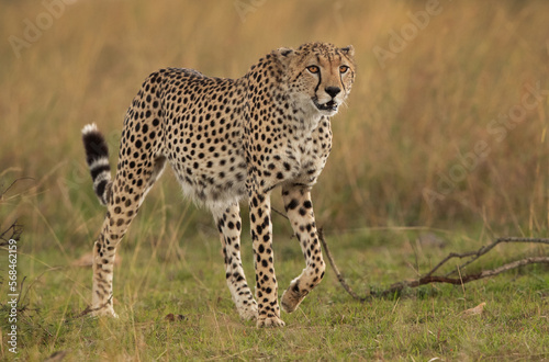 Cheetah walking in the Savannah grassland, Masai Mara, kenya