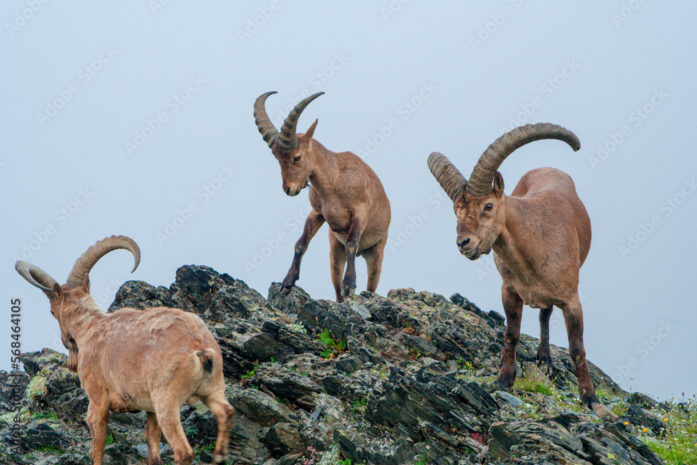 Mountain goats in the highlands of the Caucasus Mountain goats in the highlands of the Caucasus