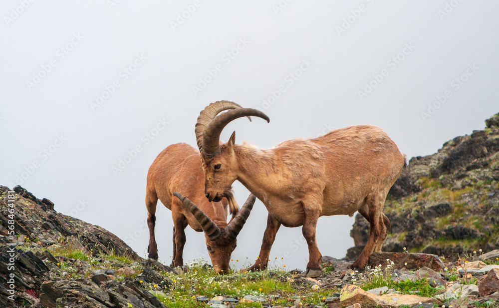 Mountain goats in the highlands of the Caucasus