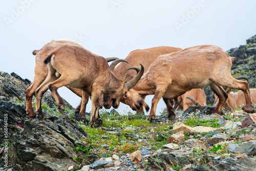 Mountain goats in the highlands of the Caucasus