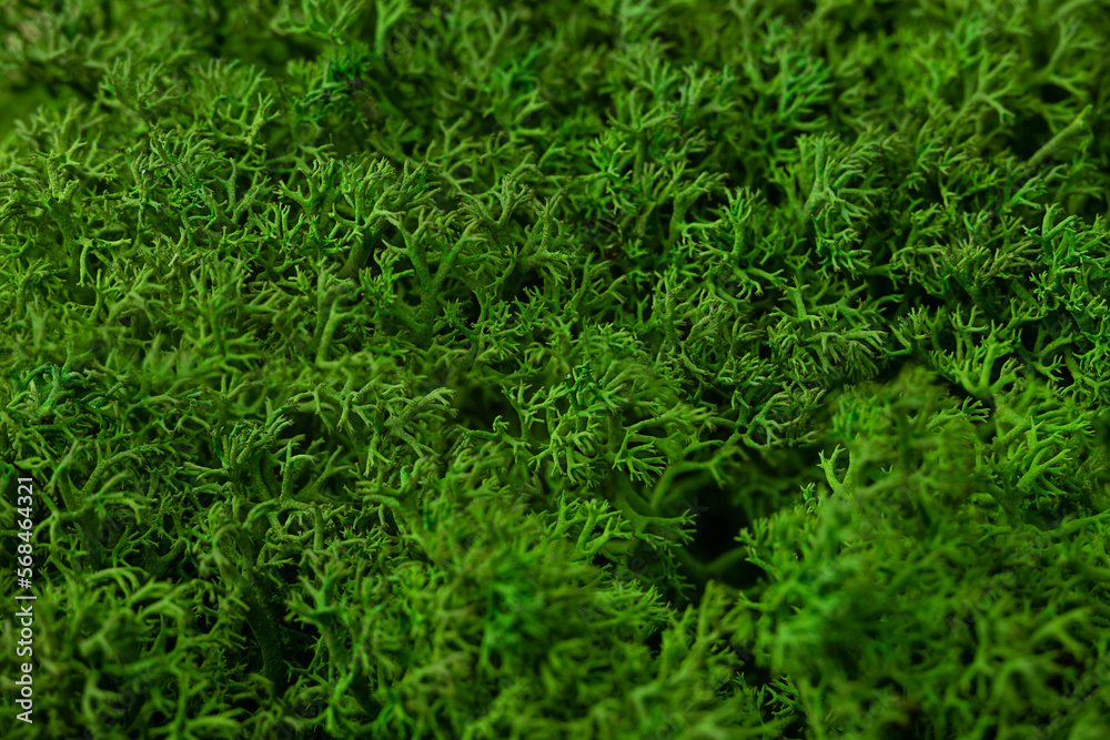 Green moss macro. Freeze-dried moss. Macro photography of moss. Green background Green moss macro. Freeze-dried moss. Macro photography of moss. Green background