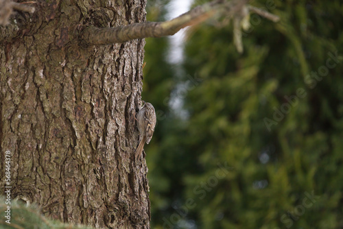 a short-toed treecreeper, certhia brachydactyla, climbing at the tree trunk from a swiss stone pine