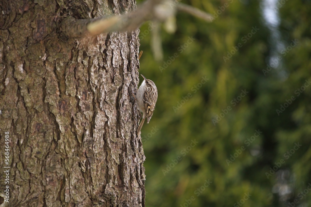 Obraz premium a short-toed treecreeper, certhia brachydactyla, climbing at the tree trunk from a swiss stone pine