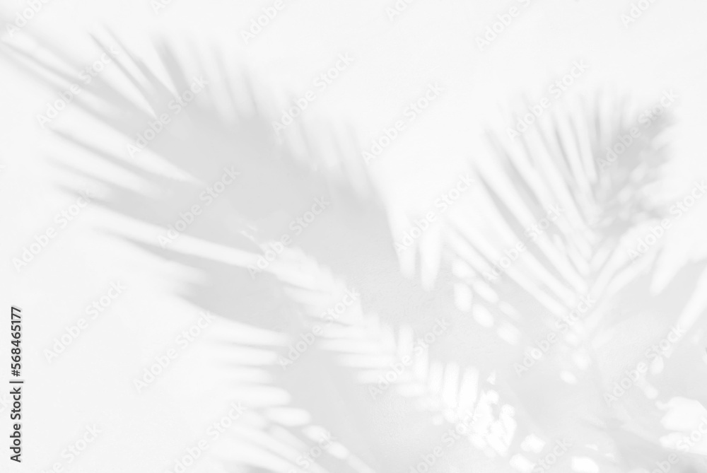 Gray shadow of natural palm leaf abstract background falling on white concrete wall texture for background and wallpaper. Tropical palm leaves foliage shadow overlay effect, mockup and design Gray shadow of natural palm leaf abstract background falling on white concrete wall texture for background and wallpaper. Tropical palm leaves foliage shadow overlay effect, mockup and design