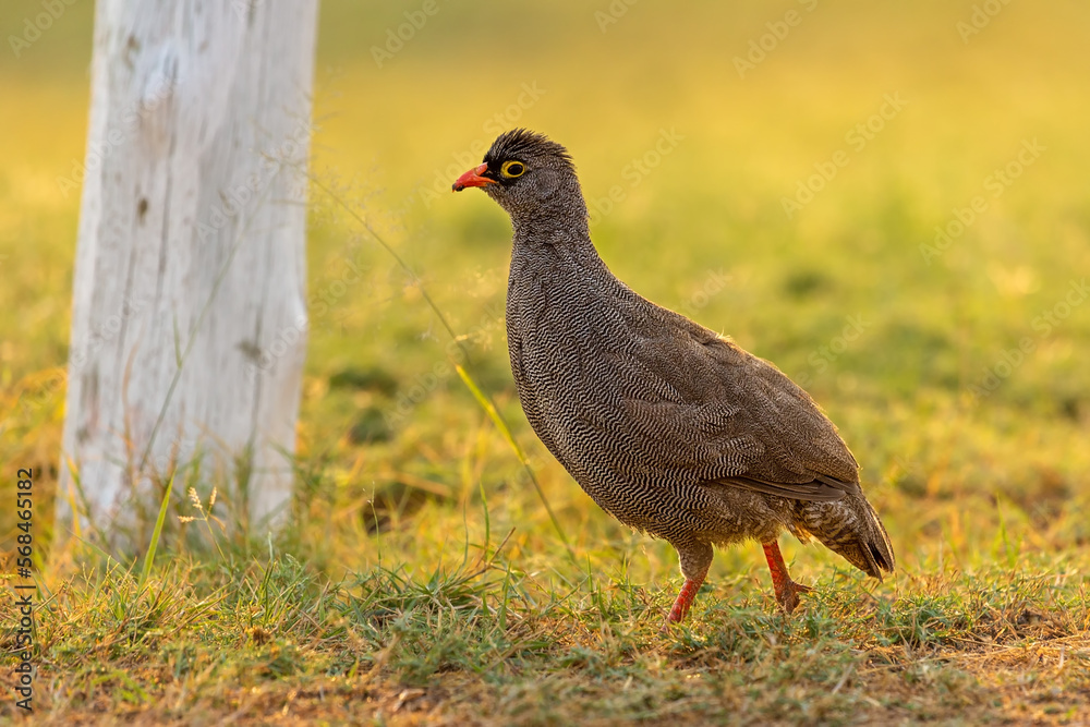 Portrait of Pternistis adspersus in nature. Bird. Portrait of Pternistis adspersus in nature. Bird.