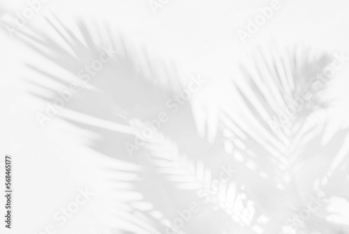 Gray shadow of natural palm leaf abstract background falling on white concrete wall texture for background and wallpaper. Tropical palm leaves foliage shadow overlay effect, mockup and design © merrymuuu