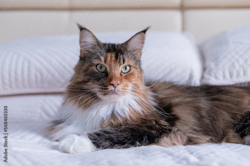 cute Maine Coon cat lies on the bed and looks at the camera. High quality photo