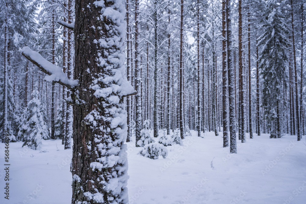 Snow covered trunks of pine trees in winter. Lahti, Finland.
