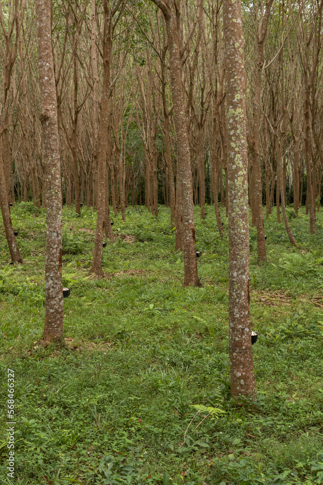 Obraz premium Group of rubber trees at the plantation in Ko Lanta, Thailand.